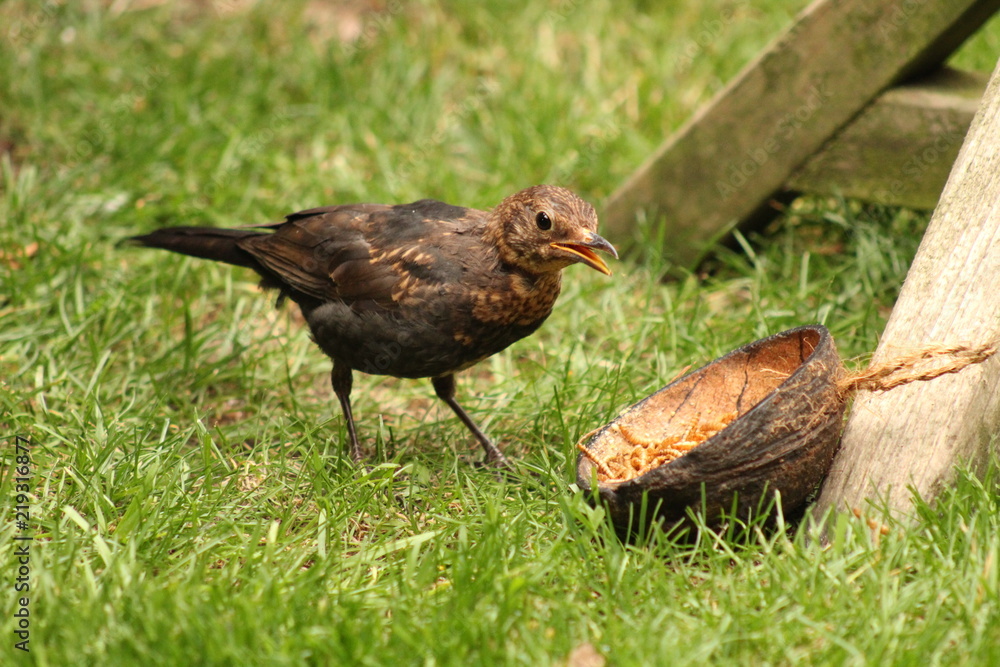 Obraz premium blackbird eating meal worms