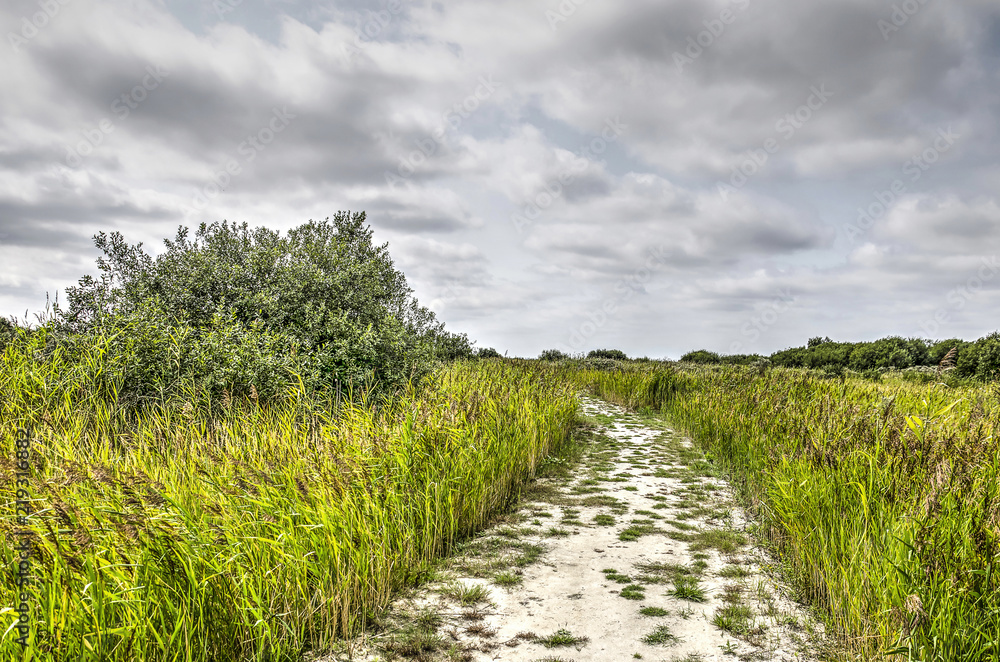 Sandy path in between reeds and bushes into the Slikken of Flakkee wetlands nature reserve