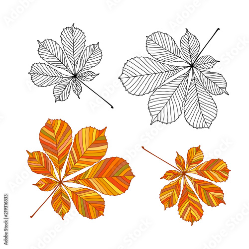 Set of chestnut leaves. Outline and colored version. Vector illustration, isolated on white
