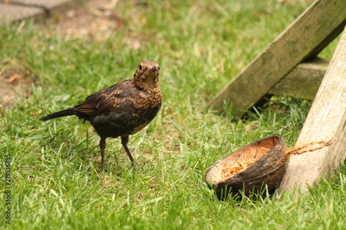 blackbird eating meal worms