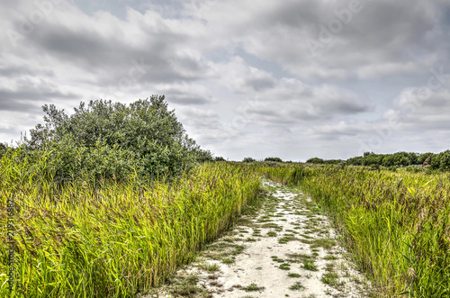 Sandy path in between reeds and bushes into the Slikken of Flakkee wetlands nature reserve photo