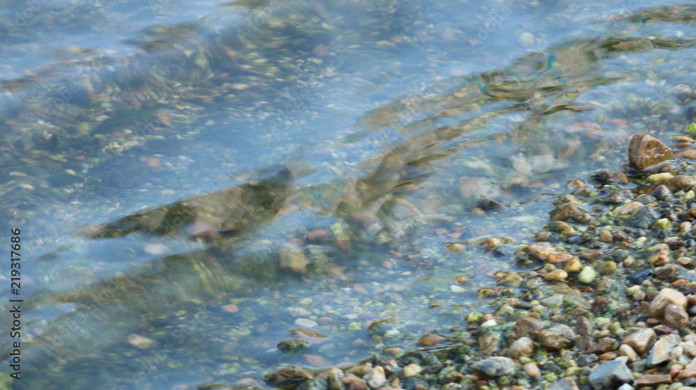 Obraz premium 愛知 天白川 水面 川 夏 日中 水辺