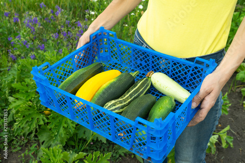 The girl gathered courgettes, put in a blue plastic box and carries them into the house. The garden bed of zucchini. Healthy food.