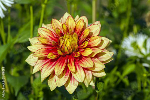 Fototapeta Naklejka Na Ścianę i Meble -  Beautiful red and yellow dahlia
