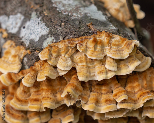 Mushroom on a log.