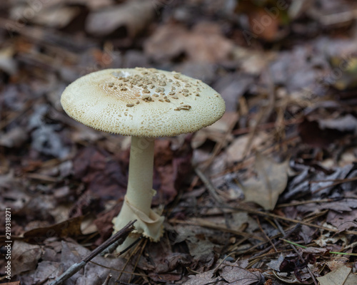 Mushroom © Larry