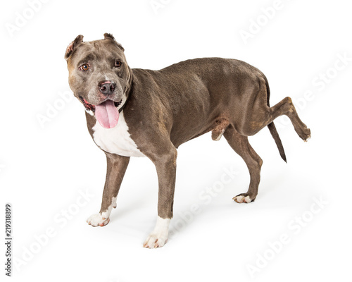 Fototapete Large Dog With Injured Leg
