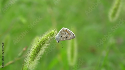 Macro slow motion of a butterfly Polyommatus icarus having a rest in the evening in the summer on a green spikelet in a clearing in the Caucasus Mountains photo