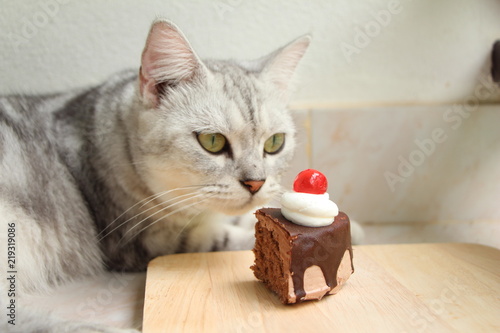 Cat looking Chocolate cake in cat cafe.
