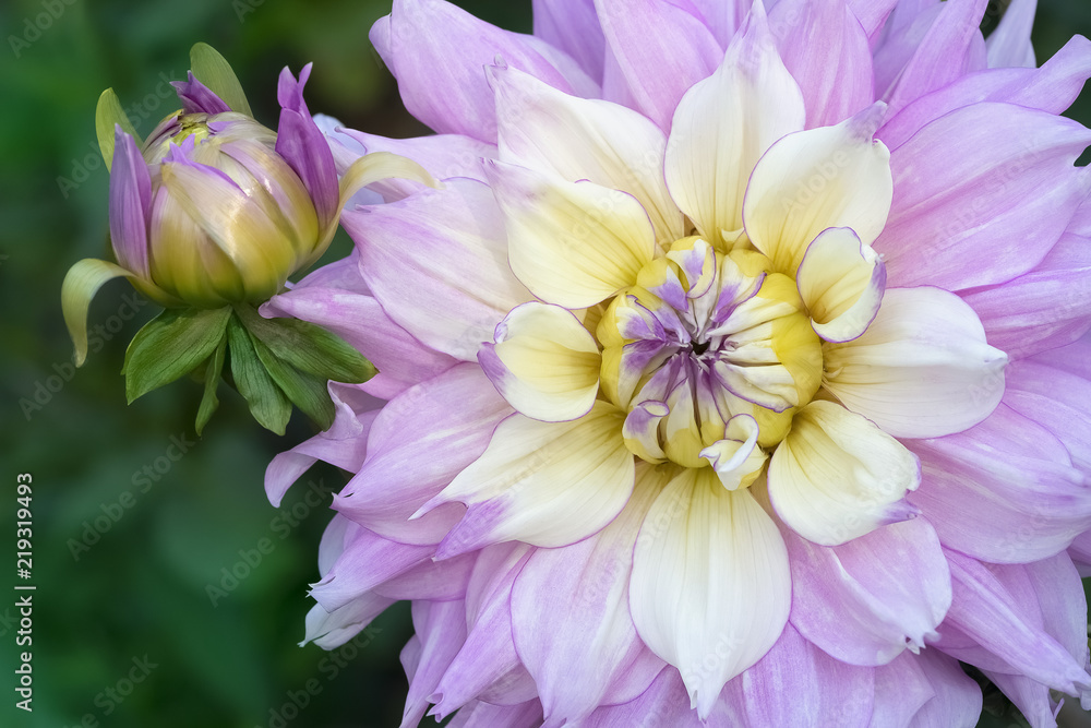 Yellow and purple flower dahlia  with bud.