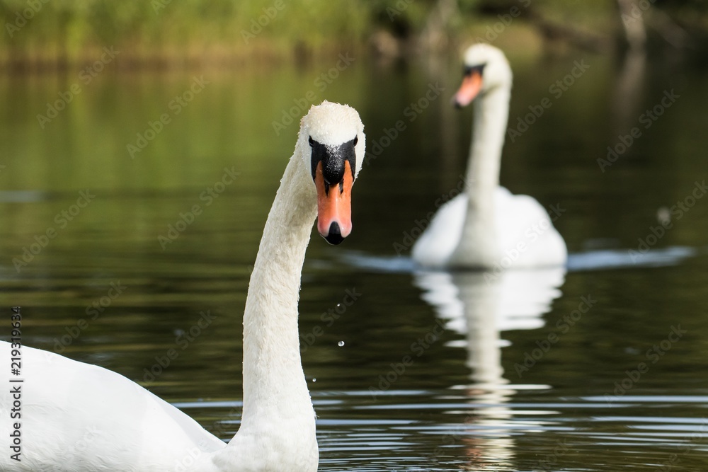Höckerschwan auf dem Köppchensee in Berlin Höckerschwan auf dem Köppchensee in Berlin