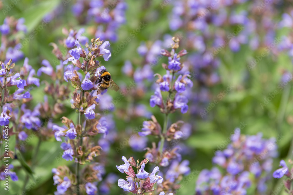 Bumblebee in blooming lavender Bumblebee in blooming lavender