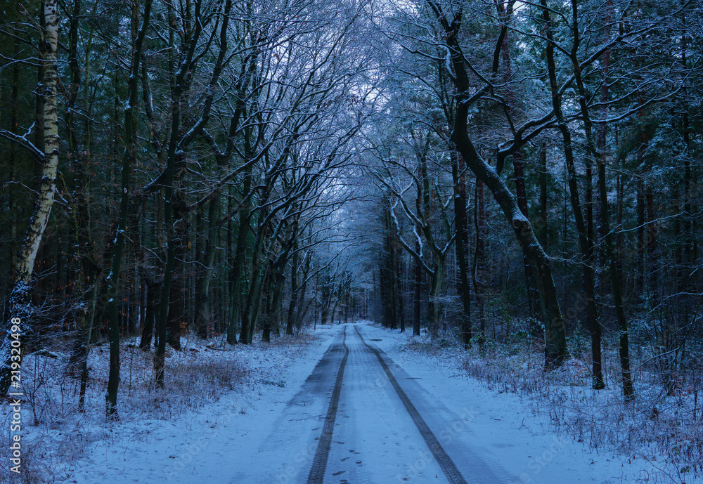 Forets Forets