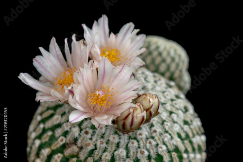 Blooming Cactus Flowers Mammillaria Pectinifera photo