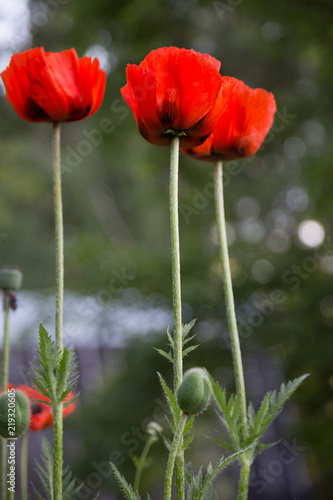 Fototapeta Naklejka Na Ścianę i Meble -  красные декоративные маки 