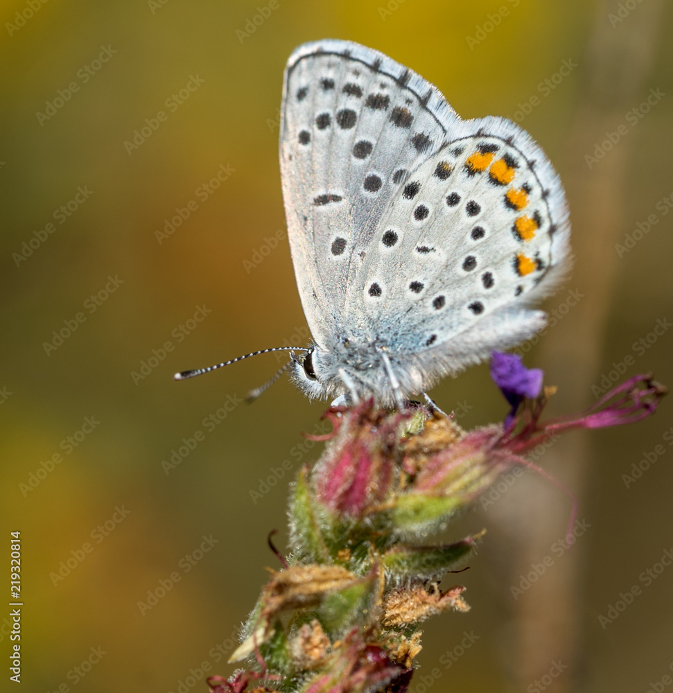 Obraz premium Small Treasure