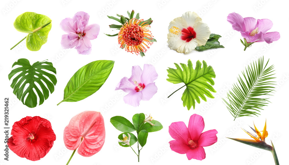 Naklejka premium Zestaw z pięknych tropikalnych kwiatów i zielonych liści na białym tle