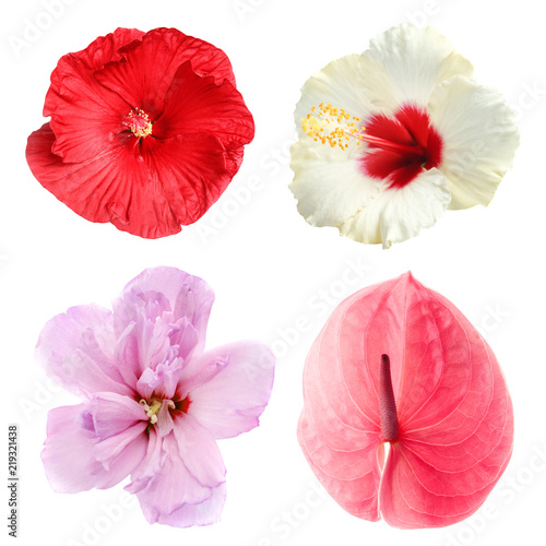 Wallpaper Mural Set with beautiful tropical flowers on white background Torontodigital.ca