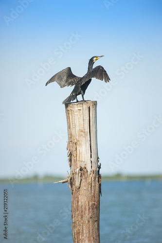 Cormorano nero su un palo ad ali spiegate photo