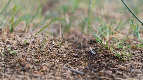 Wallpaper Mural ant road to the anthill Torontodigital.ca