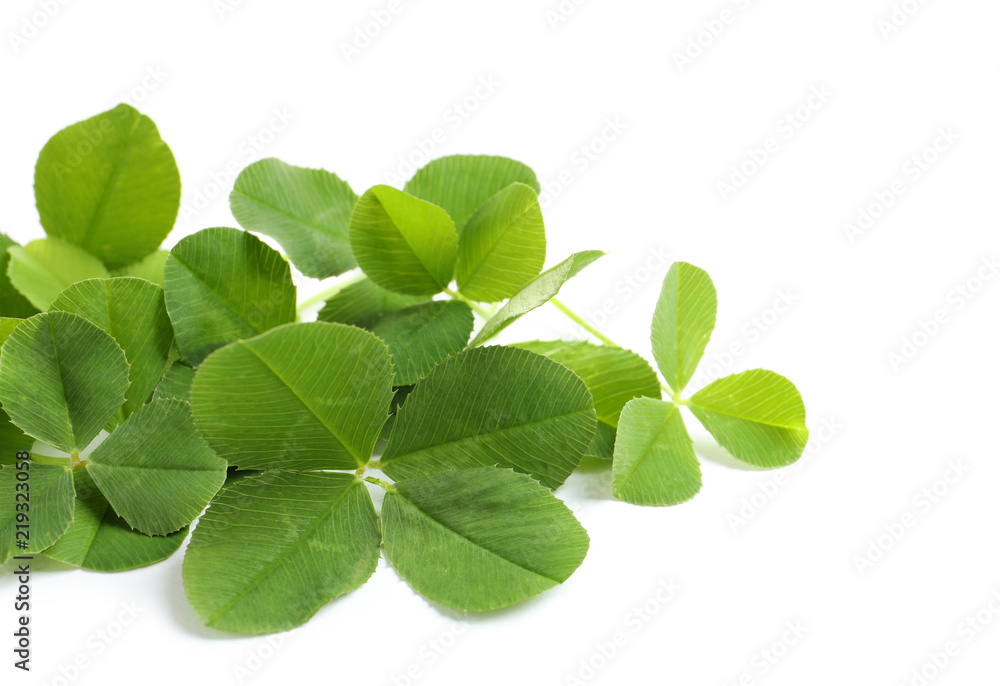 Green clover leaves on white background Green clover leaves on white background