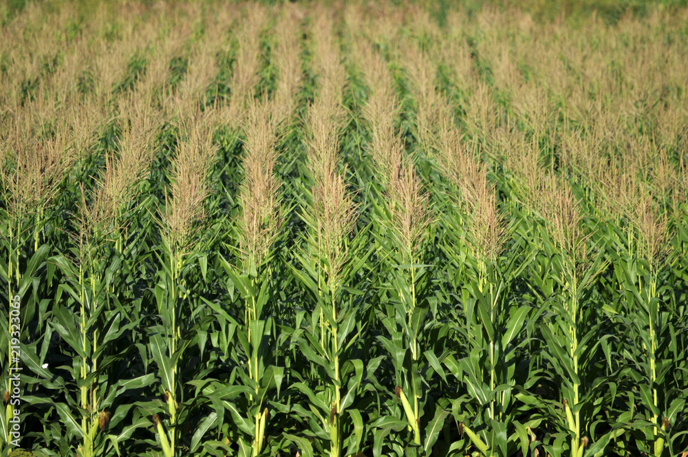 In the field ripens grain corn In the field ripens grain corn