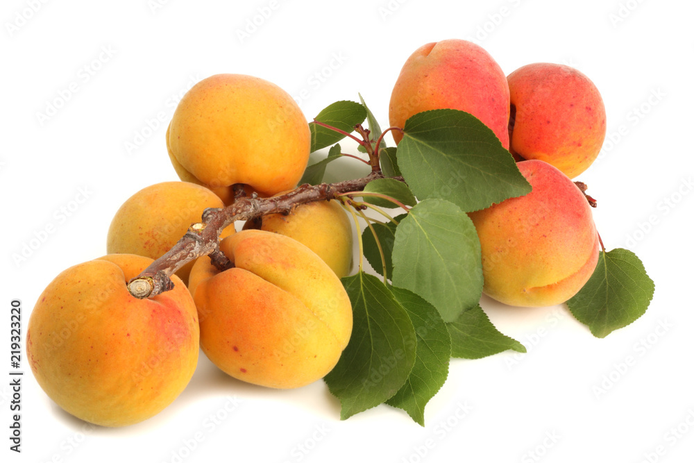 A branch with apricots isolated on white
