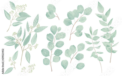 Eucaliptus leaves set. Natural branches, greenery vector illustration.