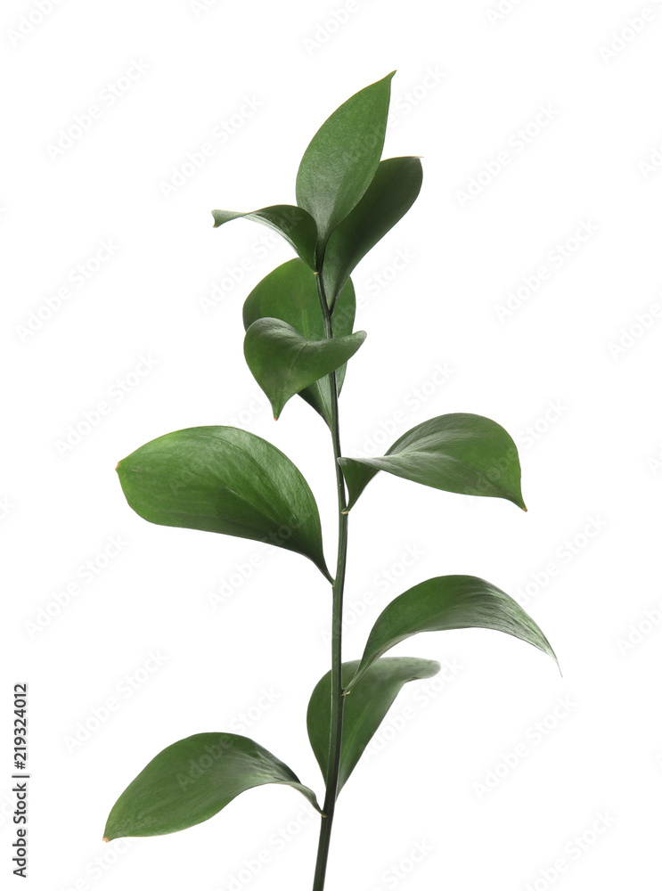 Naklejka premium Ruscus branch with fresh green leaves on white background