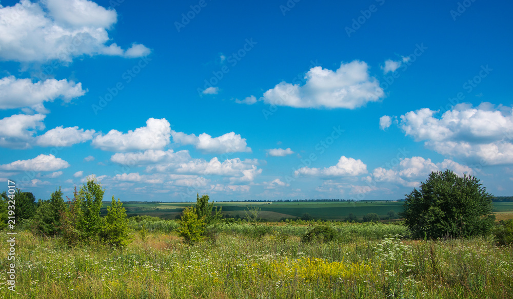 Obraz premium green meadow and blue sky with clouds in summer