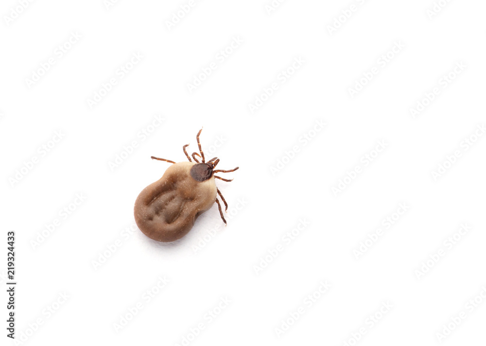 Tick isolated on white background Tick isolated on white background