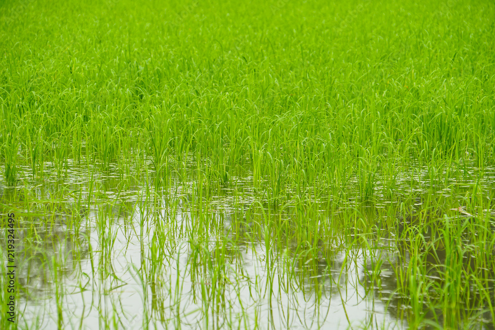 green rice field wetland