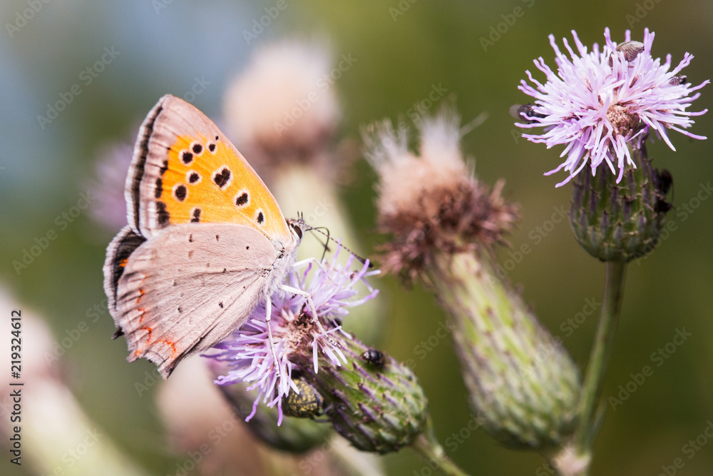 Butterfly feeding on flower in the meadow. Butterfly feeding on flower in the meadow.