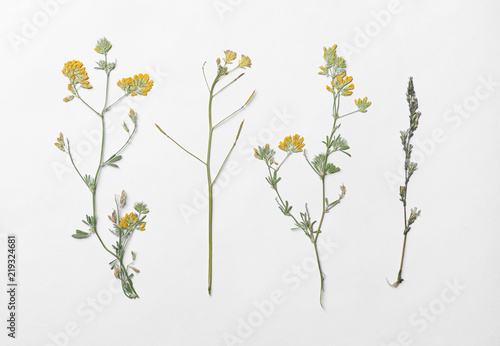 Wild dried meadow flowers on white background  top view