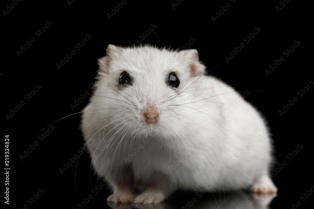 Curious White Hamster sitting Isolated on Black Background with Reflection Curious White Hamster sitting Isolated on Black Background with Reflection