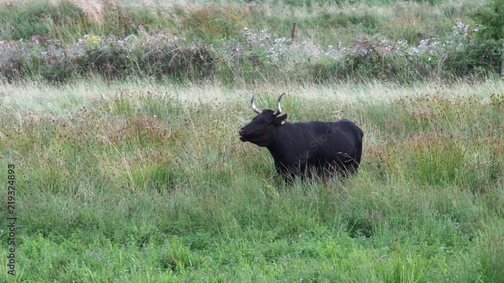 Black bull in meadow Black bull in meadow