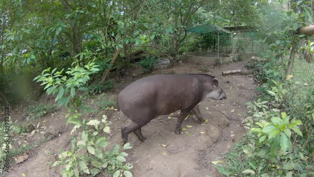 Sequence of South American Tapir Puerto Maldonado Peru. Animal walking around, people feeding, eating and smelling camera. Sequence of South American Tapir Puerto Maldonado Peru. Animal walking around, people feeding, eating and smelling camera.