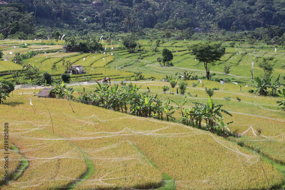 Reisfelder Bali Indonesien