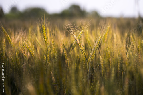 Wheat field in the evening