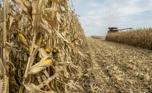 Standing field corn being combined