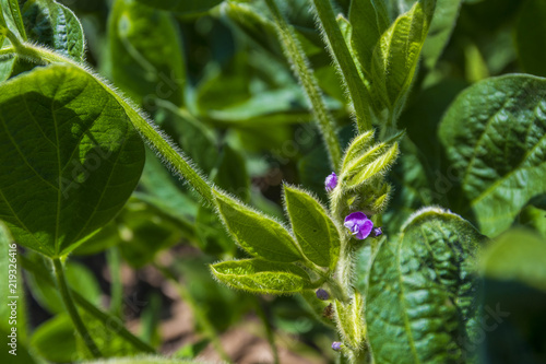 Soybean flower