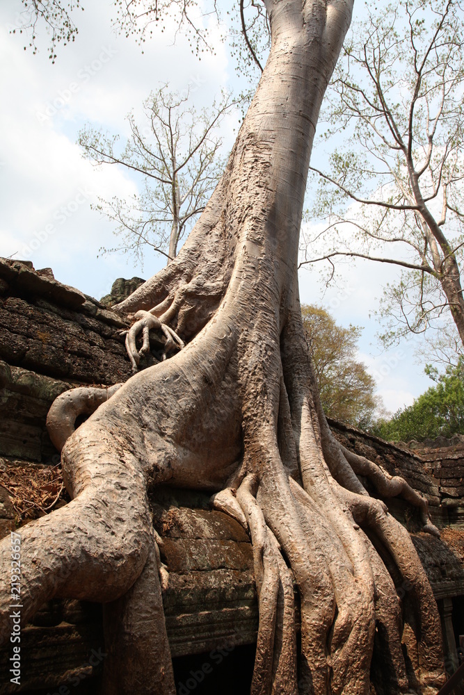 Mächtige Wurzeln umschlingen Mauerwerk in Angkor Wat