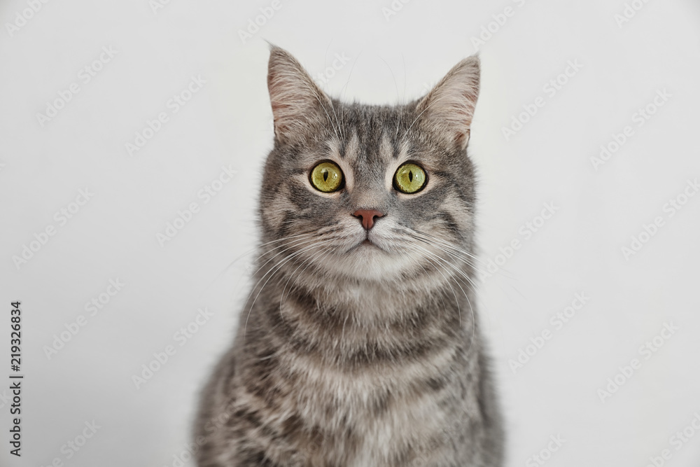Adorable grey tabby cat on light background