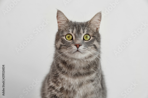 Fototapeta Naklejka Na Ścianę i Meble -  Adorable grey tabby cat on light background