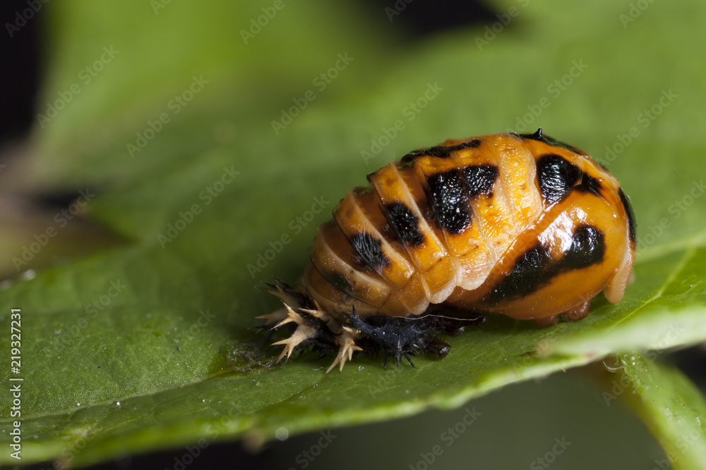 Marienkäfer Raupe verpuppt sich auf Blatt Stock Photo Adobe Stock