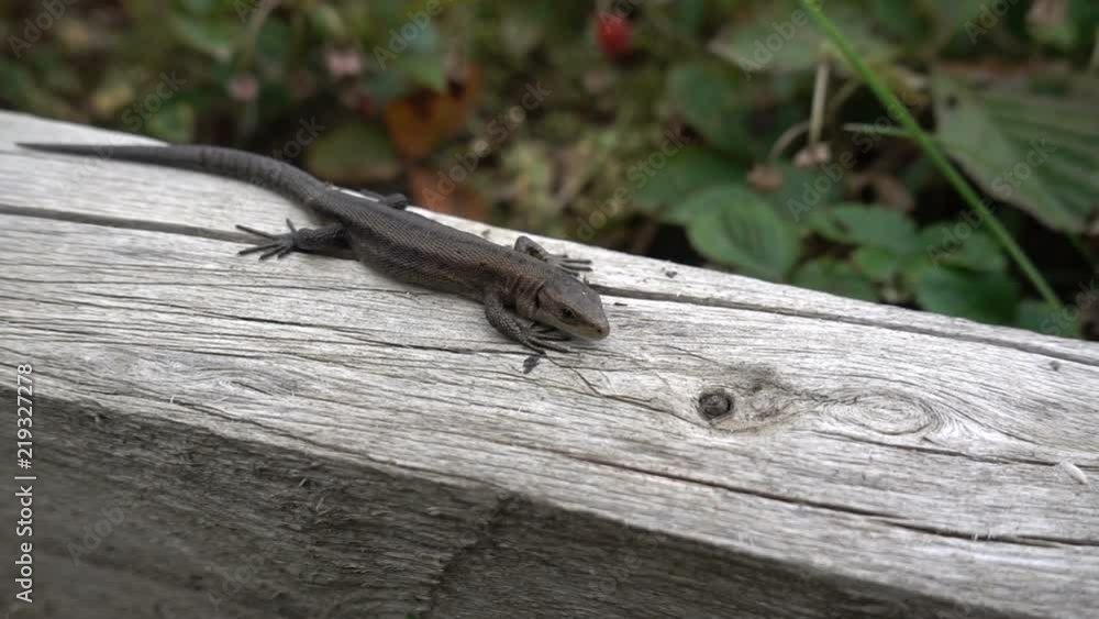 Lizard on a branch, basking in the sun, looking at the camera, slow motion Lizard on a branch, basking in the sun, looking at the camera, slow motion