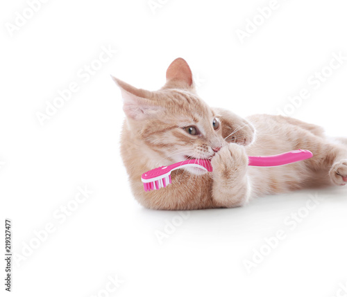 Adorable cat with toothbrush on white background