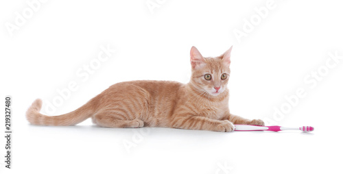 Fototapeta Naklejka Na Ścianę i Meble -  Adorable cat with toothbrush on white background