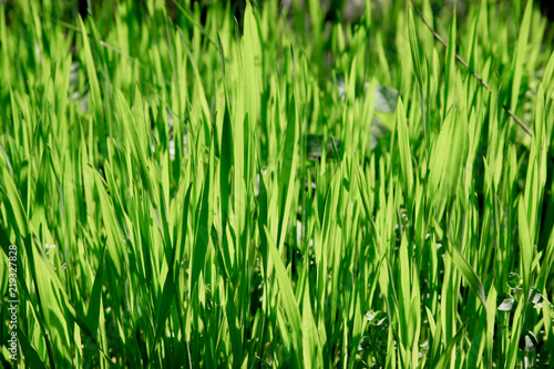 Green Vibrant Grass