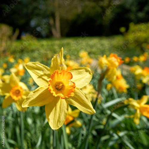 Fototapeta Naklejka Na Ścianę i Meble -  Narzissen in einem Park im Frühling